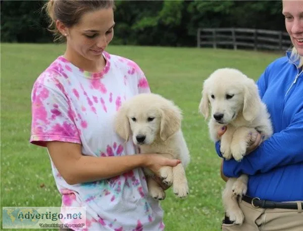 Golden Retriever puppies