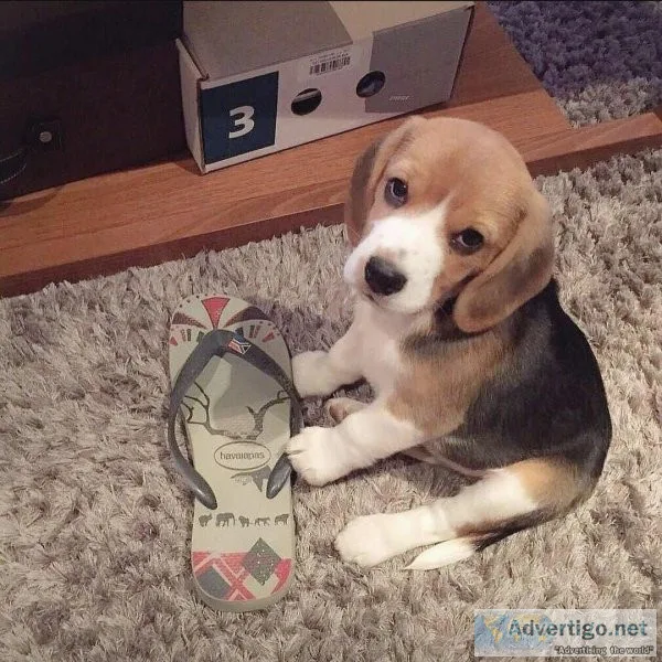 Beagle puppies