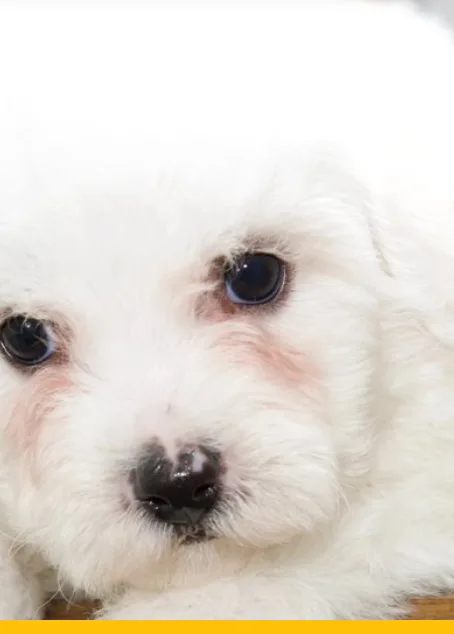 7 weeks Bincho Frise (female)