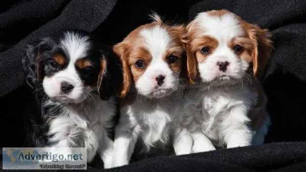 AKC CAVALIER PUPPIES
