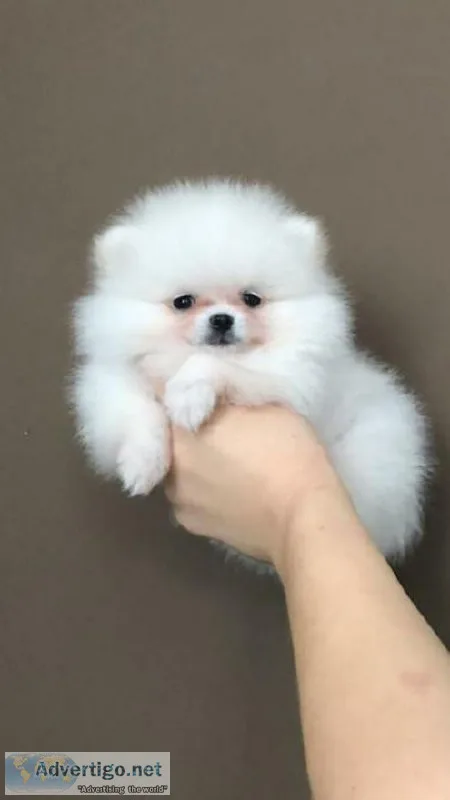 Beautiful Pedigree Pomeranian Puppies