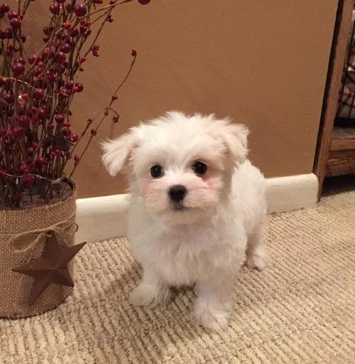 Cute and healthy puppies are looking for a home.
