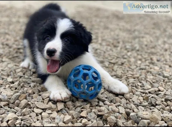 available a stunning litter of Border Collies