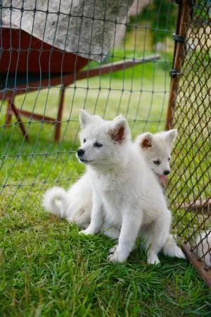 American Eskimo puppies rehoming