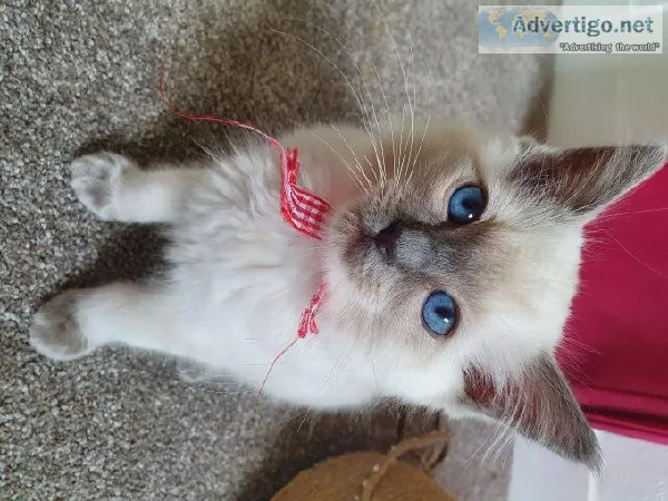 Pedigree Ragdoll Kittens