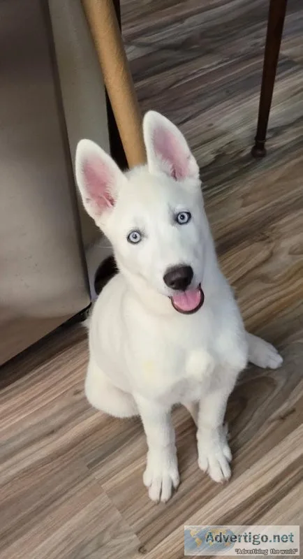 Huskie