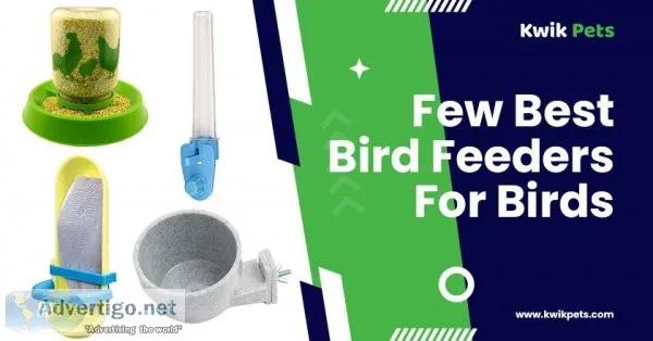 Which Is The Best Bird Feeder