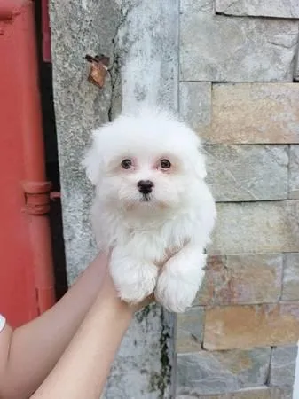 Beautiful Shih Tzu Pup