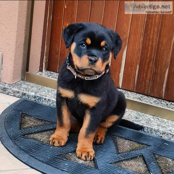 Rottwielers pure bred