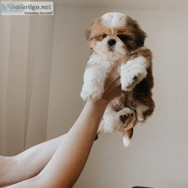 Remarkable Shih Tzu Corgi Puppies
