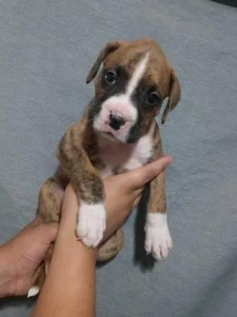 Boxer puppies for adoption