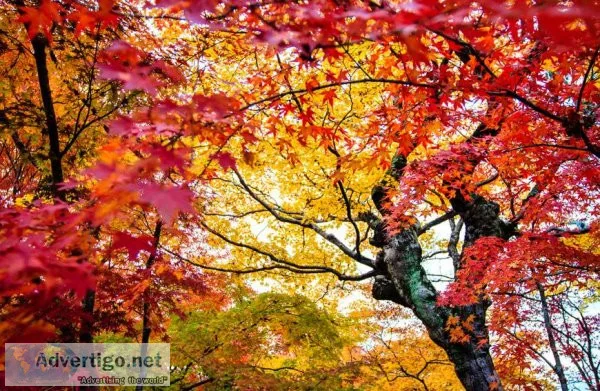 Tree Care for Japanese Maple