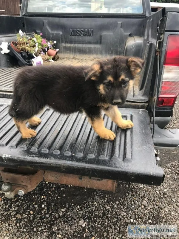 German shepherd Puppies
