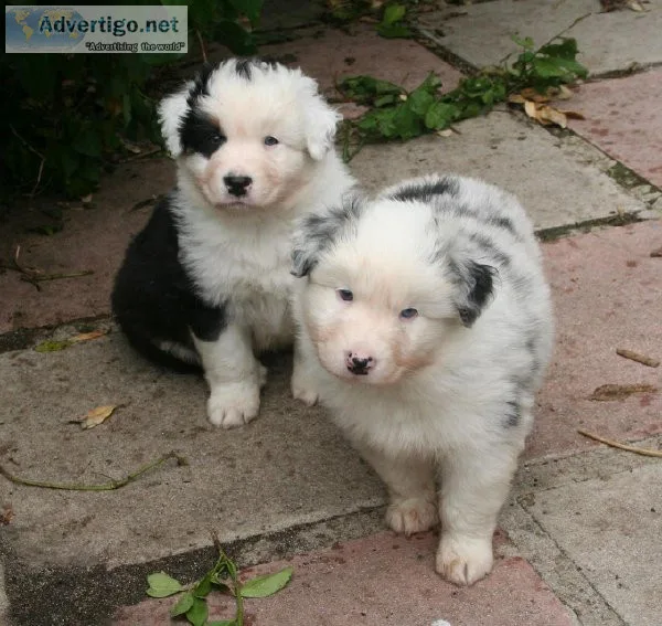 Australian Shepherd Puppies