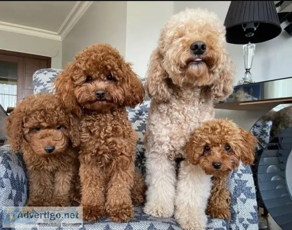 poodle puppies for sale
