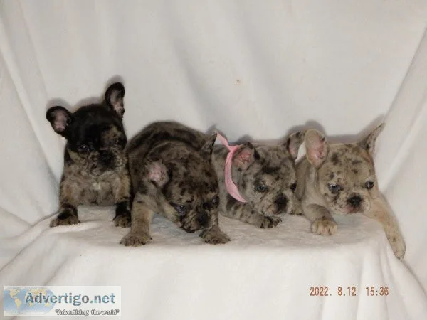 AKC Lilac Merle French Bulldog pups