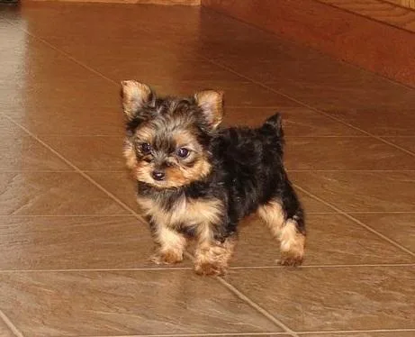Lovely Yorkie puppys looking for new loving home.