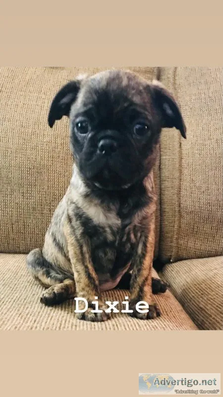 Bugg Boston TerrierPug FemaleBrindle