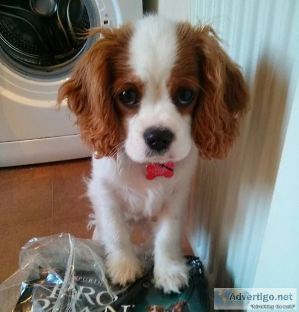 Cavalier King Charles Spaniel