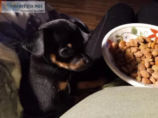Chihuahua
