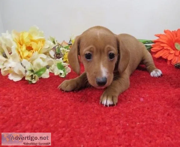 Beautiful dachshund puppies.