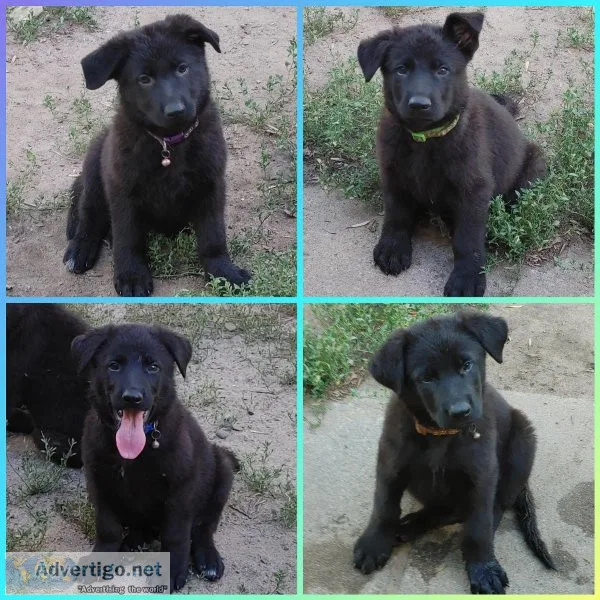 AKC Black German Shepherd Puppies