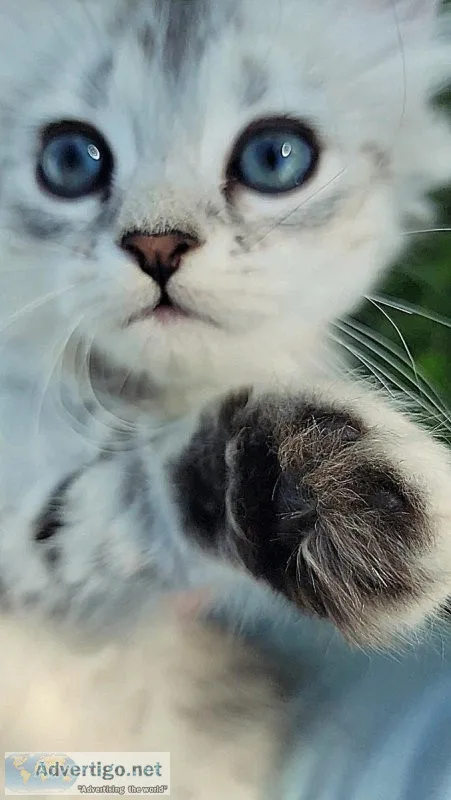Purdoll Kittens