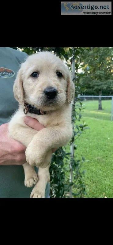 Labradoodle puppy (girl) LOLA
