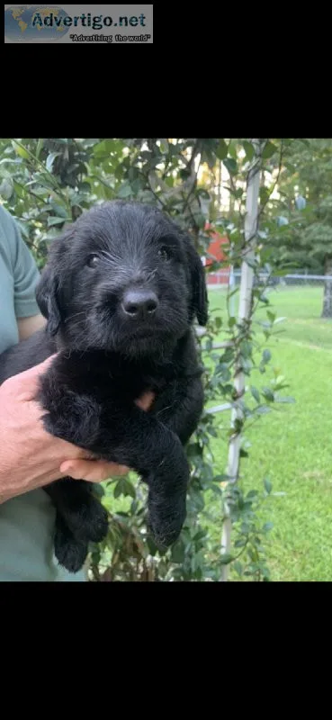 Labradoodle puppy (male) OLLIE