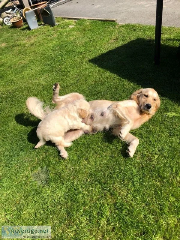 Golden Retriever Pups