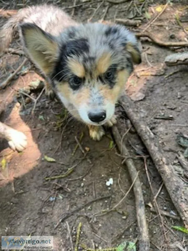 Australian Shepherd Blue Merle Husky Puppy