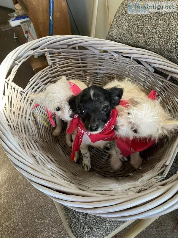 Chipoo pups