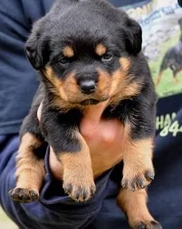 Rottweiler puppies