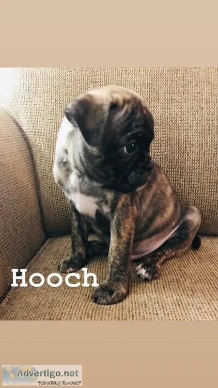 Bugg Boston TerrierPug MaleBrindle