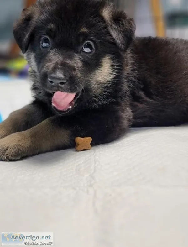 German Shepherd Puppies