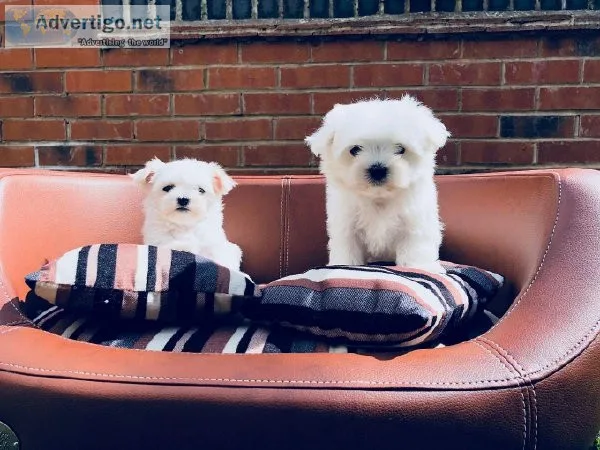 Gorgeous Maltese puppies