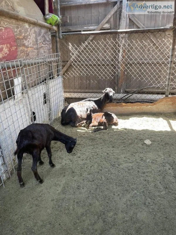 American Lamancha Goats