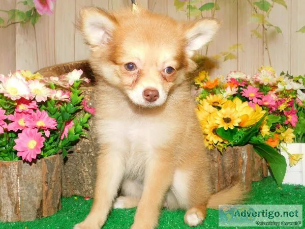 Pomeranian Female. Super Sweet Financing.