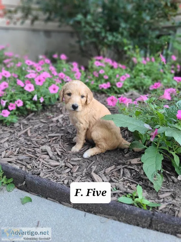 Goldendoodle F1B-Five
