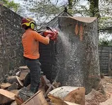 Professional Tree Surgeons For Commercial And Private Clients