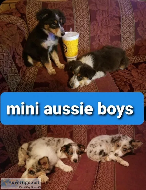 Australian shepherd