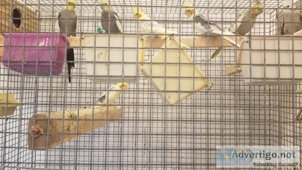 Rehome cockatiels