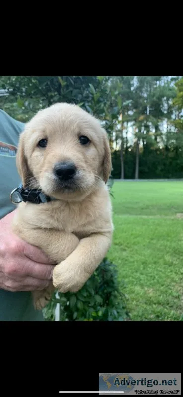 Labradoodle puppy (boy) FINN