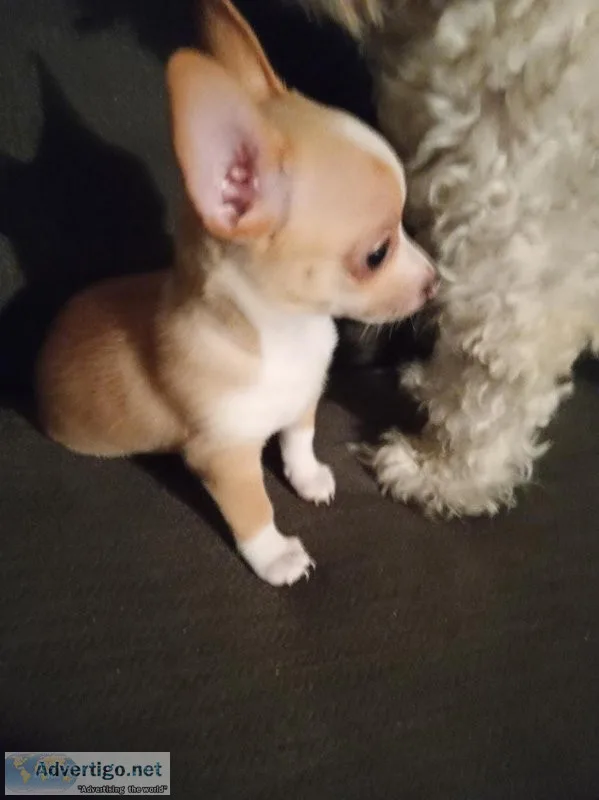 Chihuahua puppy