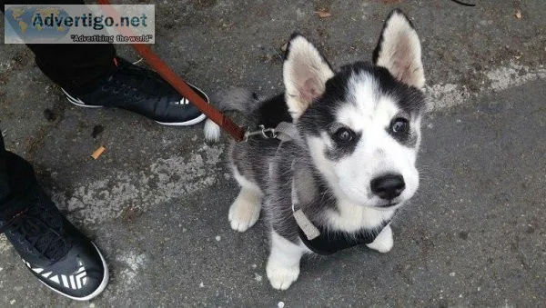 Female Aussie Husky Puppy needing home