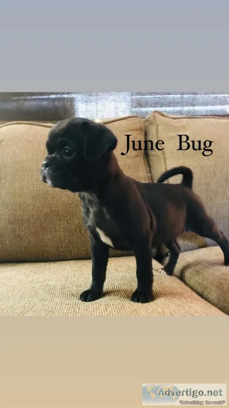 Bugg Boston TerrierPug BlackFemale
