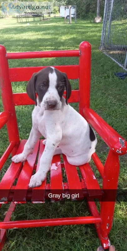 German shorthaired pointers