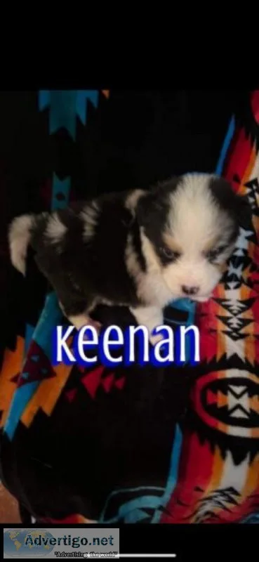 Male Aussie Husky Puppy needing home