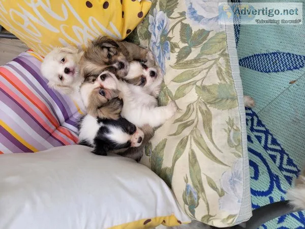 Long haired chihuahuashih tzu puppies