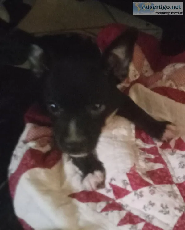 Chihuahua puppy